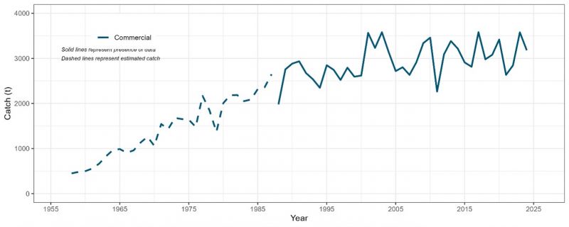 Eastern king prawn total retained annual catch from New South Wales and Queensland waters. The annual catches increased consistently from 1958, reaching an initial peak of 3,580 tonnes in 2003. Following this, catches fluctuated, with notable peaks exceeding 3,500 tonnes in 2017 and 2023. Over the last five years the total retained catch averaged 3,108 tonnes per year. 