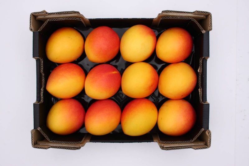 Calypso mangoes in a tray packed in a carton for quality assessment.